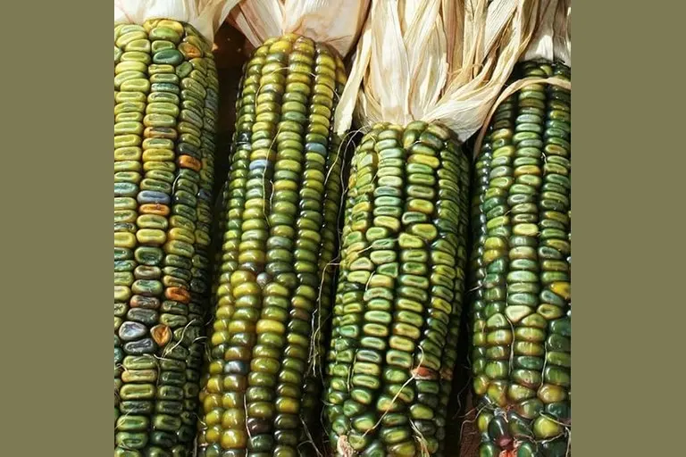 Oaxacan Green Dent Corn Seeds