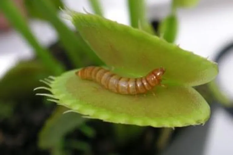 Live Venus Fly Trap Botanical Pet