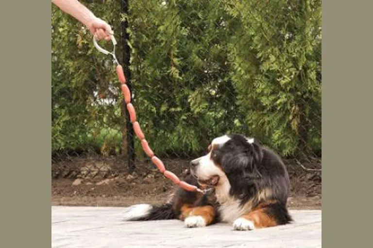 Hot Dog Leash