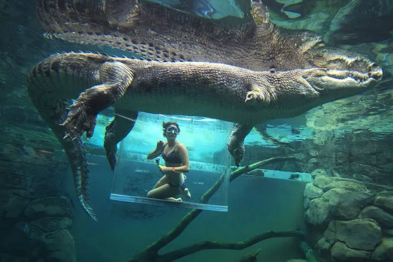 Cage of Death Crocodile Dive Experience