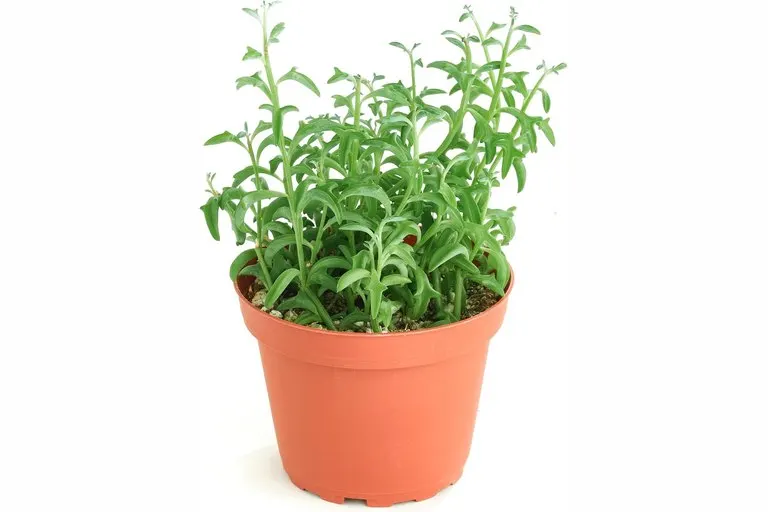 String of Dolphins Succulent