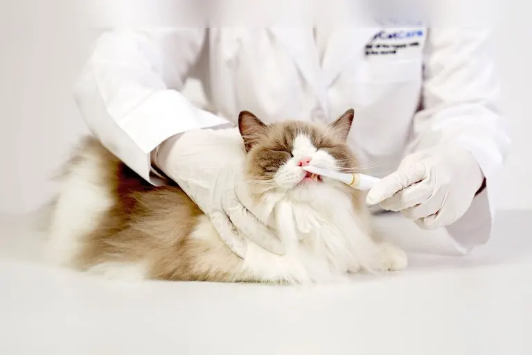 ForCatCare Purring Electric Toothbrush for Cats