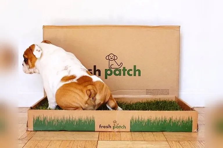 Fresh Patch Real Grass Dog Potty