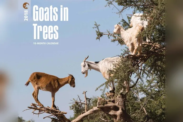 Goats in Trees Calendar
