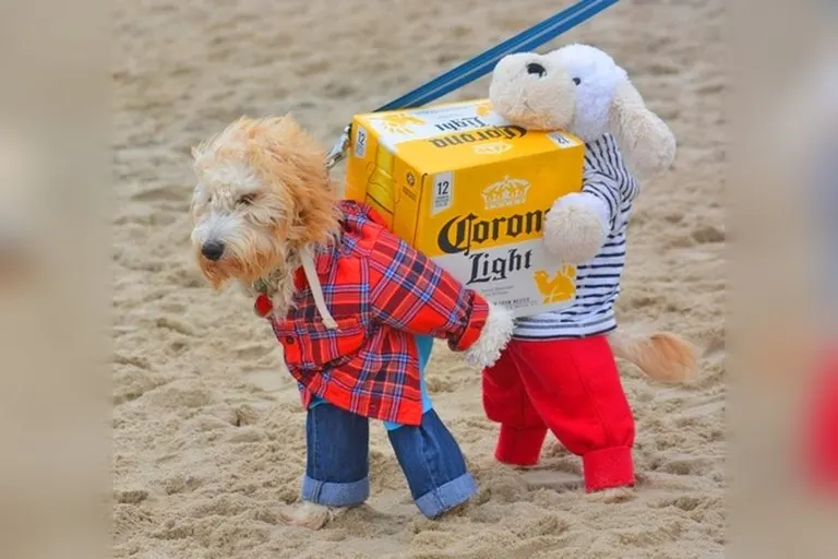 Dog Carrying A Box Of Beer Costume