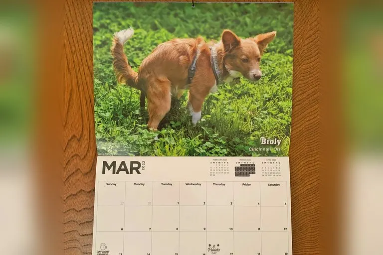 Pooping Pooches Calendar