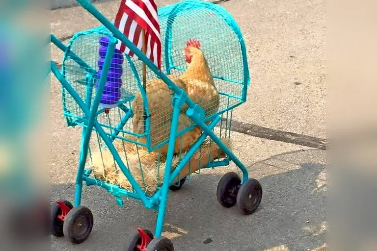 Chicken Stroller