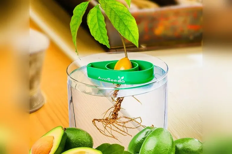 AvoSeedo Avocado Tree Starter