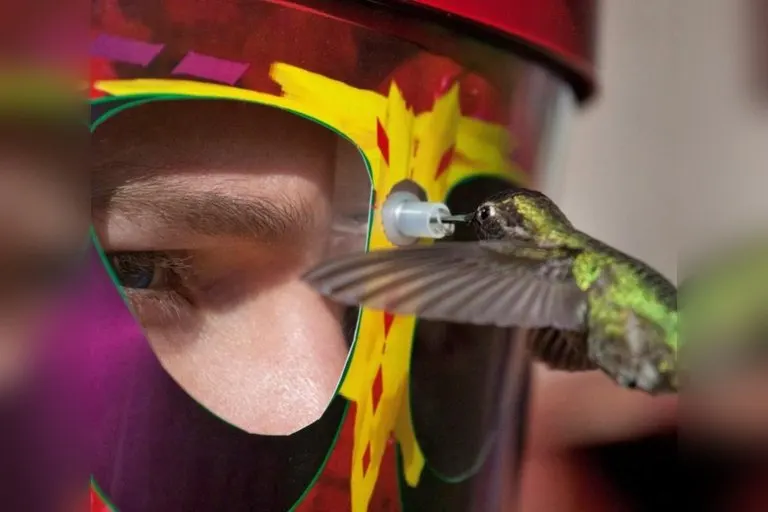 Wearable Hummingbird Feeding Mask